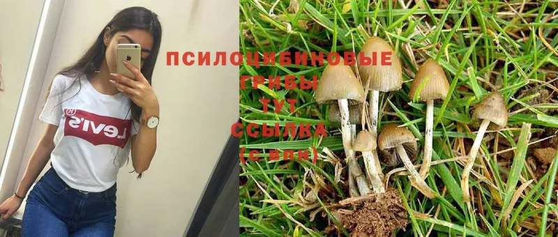 Галлюциногенные грибы Psilocybine cubensis Ивдель